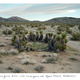 Illustration for article titled Meet the Woman Who Photographs the Oldest Living Things In The World